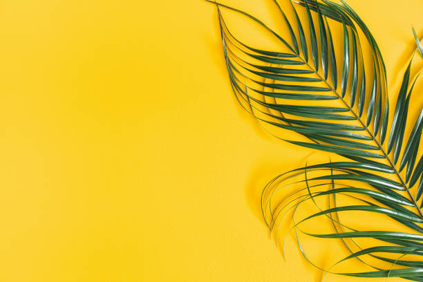 istock Summer composition. Tropical palm leaves on yellow background. Summer concept. Flat lay, top view, copy space 1147552347