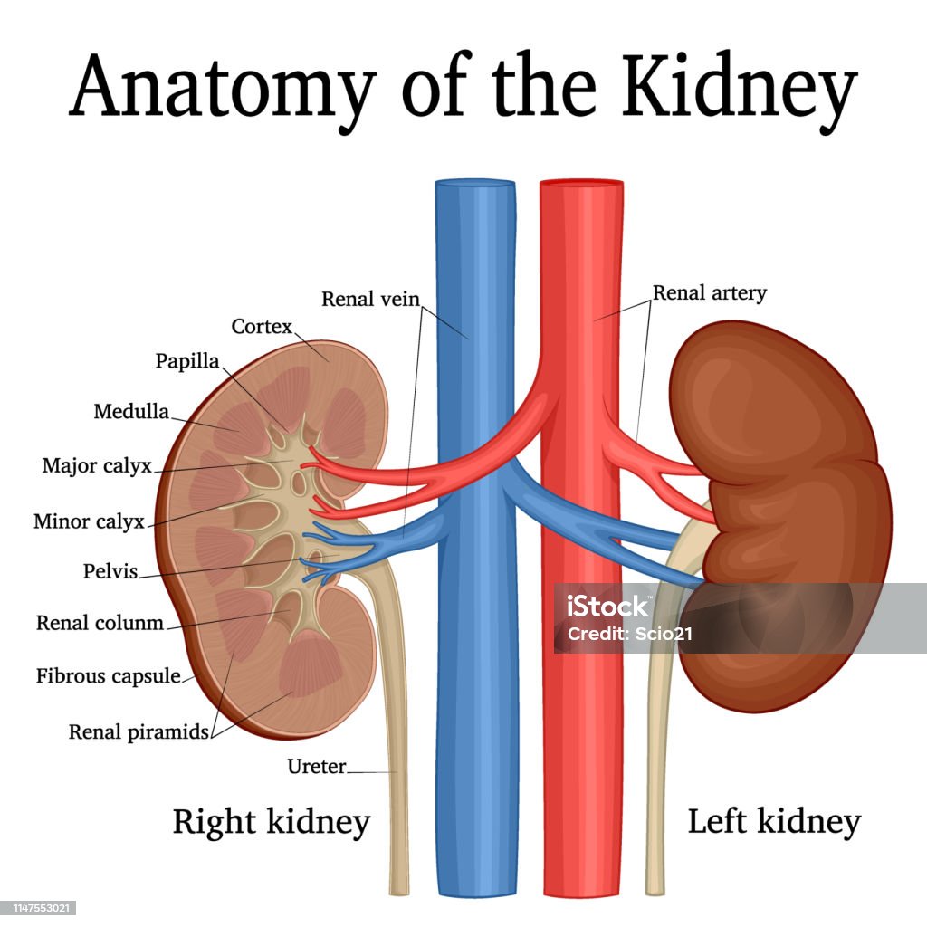 Anatomy Of The Kidney Stock Illustration Biology Diagrams