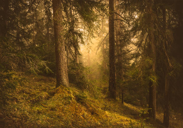 Depth of coniferous forest with magical sunlight passing between the trees. Photo taken at the end of autumn season.