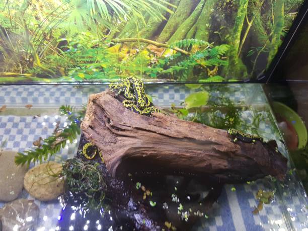 istock animal little insect butterly salamander 1147556484