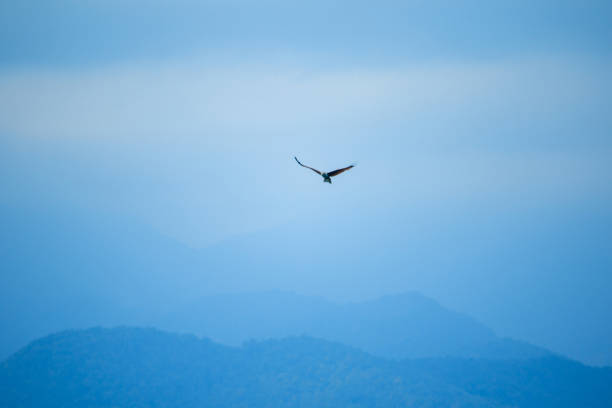 red backed sea eagle flying in the sky - portrait red tailed hawk hawk eagle imagens e fotografias de stock