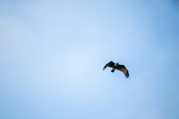 red backed sea eagle flying in the sky - portrait red tailed hawk hawk eagle imagens e fotografias de stock