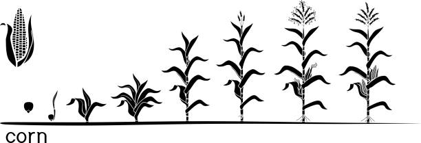 옥수수 식물의 수명 주기. 꽃과 흰색 배경에 고립 된 열매를 맺은 식물에 씨앗에서 성장 단계 - 생애주기 일러스트 stock illustrations