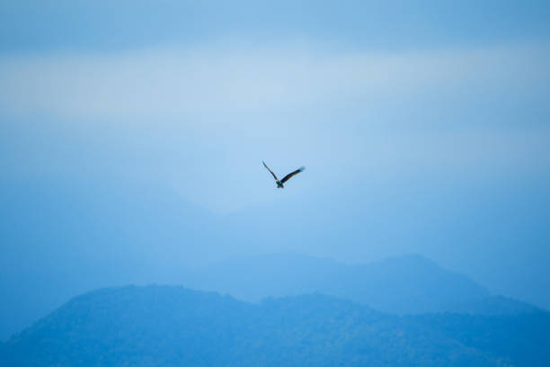 istock Red backed Sea Eagle flying in the sky 1147557330