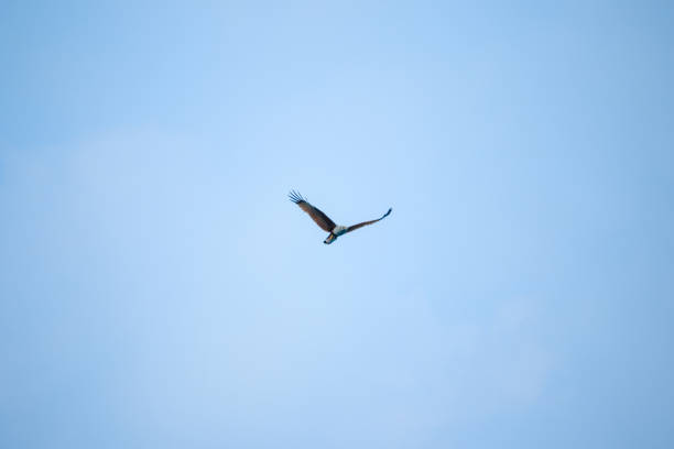 red backed sea eagle flying in the sky - portrait red tailed hawk hawk eagle imagens e fotografias de stock