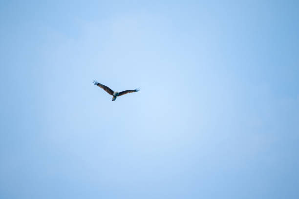 red backed sea eagle flying in the sky - portrait red tailed hawk hawk eagle imagens e fotografias de stock