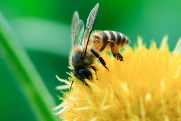 istock Bees on yellow flowers in nature are blooming. 1147557466