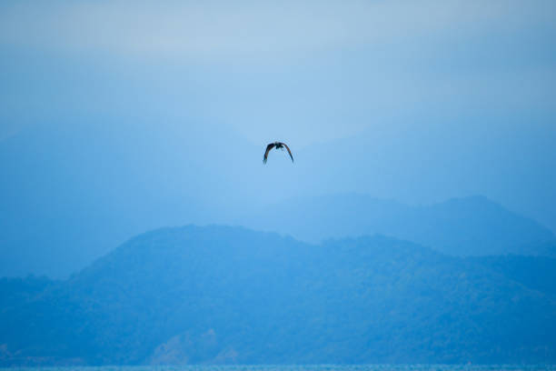 red backed sea eagle flying in the sky - portrait red tailed hawk hawk eagle imagens e fotografias de stock