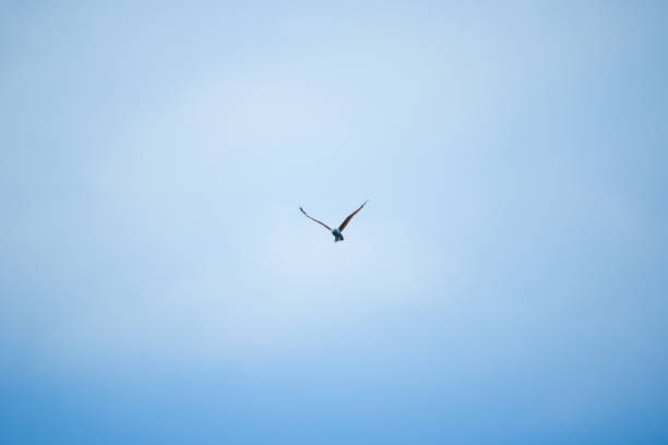 red backed sea eagle flying in the sky - portrait red tailed hawk hawk eagle imagens e fotografias de stock