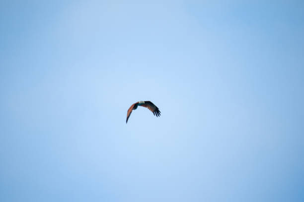 red backed sea eagle flying in the sky - portrait red tailed hawk hawk eagle imagens e fotografias de stock