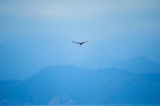istock Red backed Sea Eagle flying in the sky 1147558101