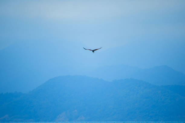 red backed sea eagle flying in the sky - portrait red tailed hawk hawk eagle imagens e fotografias de stock