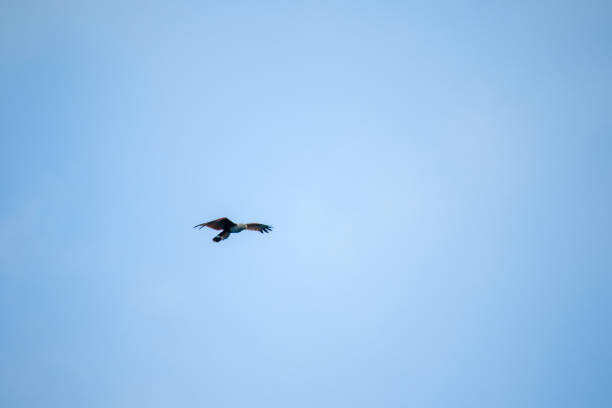 red backed sea eagle flying in the sky - portrait red tailed hawk hawk eagle imagens e fotografias de stock