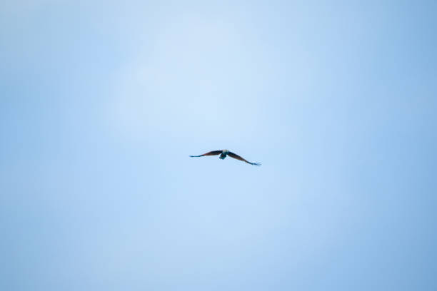 red backed sea eagle flying in the sky - portrait red tailed hawk hawk eagle imagens e fotografias de stock