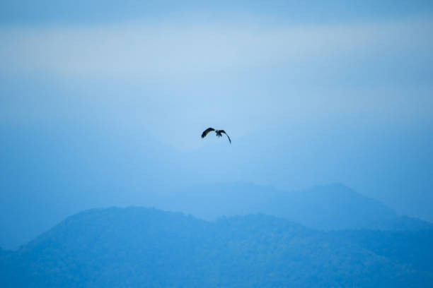 red backed sea eagle flying in the sky - portrait red tailed hawk hawk eagle imagens e fotografias de stock