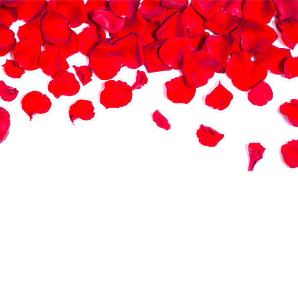 istock Background with red rose petals 1147558305