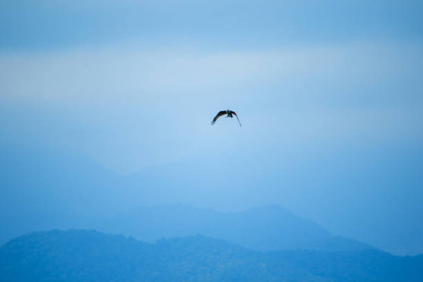 red backed sea eagle flying in the sky - portrait red tailed hawk hawk eagle imagens e fotografias de stock