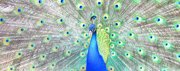 istock beautiful indian peacock with peacock feathers in the peacock's tail 1147558656