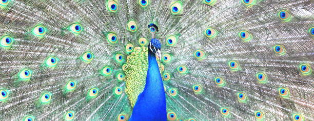 istock beautiful indian peacock with peacock feathers in the peacock's tail 1147558676