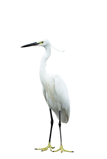 Egret aislado sobre fondo blanco photo