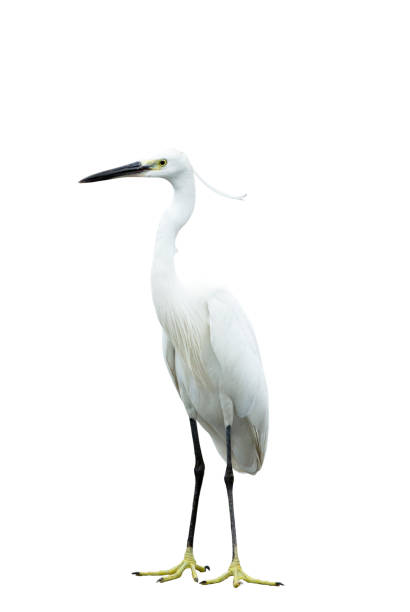 egret aislado sobre fondo blanco - heron fotografías e imágenes de stock
