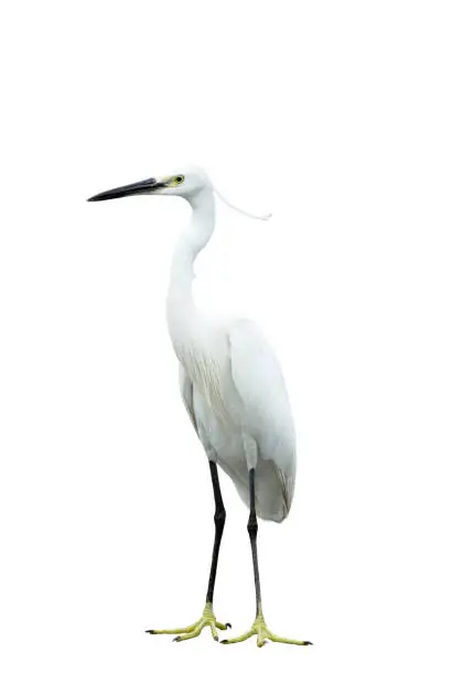 Photo of Egret isolated on white background