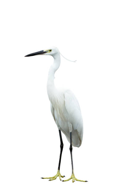 эгрет изолирован на белом фоне - bird egret wildlife animal стоковые фото и изображения