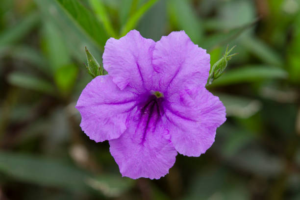 istock Purple Ruellia tuberosa flower 1147559142