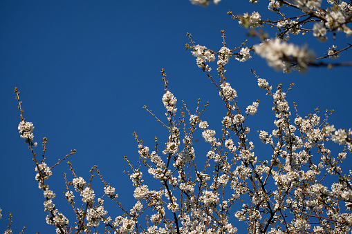 White cherry blossoms in spring. Blue sky