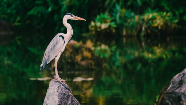 istock Swan in the Lake 1147562495