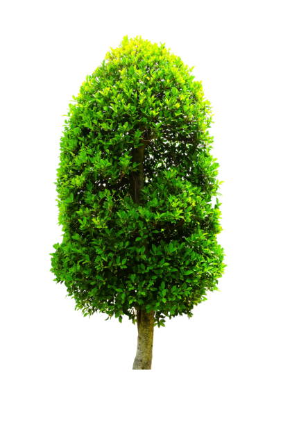 istock Tree Isolated on White Background, Suitable for Nature and Architecture Concept Presentation. 1147562771