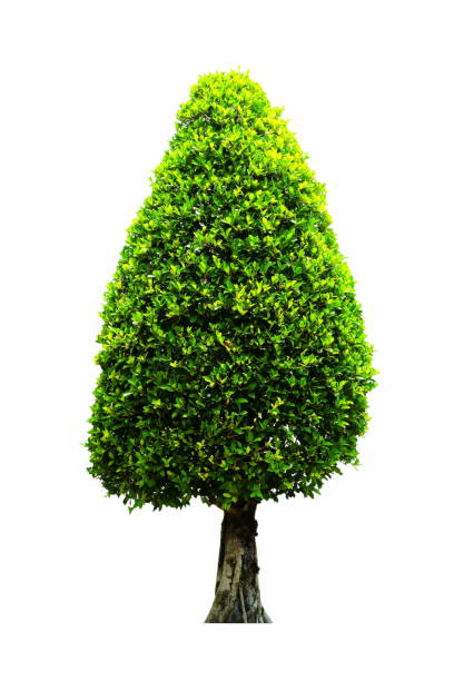 istock Tree Isolated on White Background, Suitable for Nature and Architecture Concept Presentation. 1147562914
