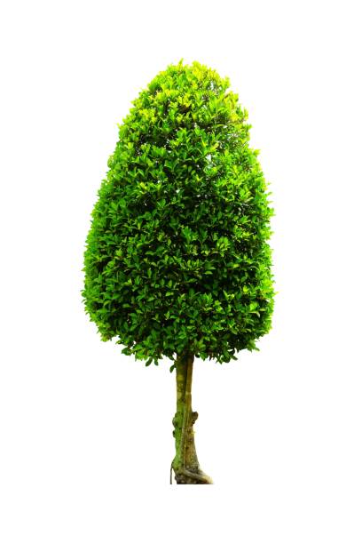 istock Tree Isolated on White Background, Suitable for Nature and Architecture Concept Presentation. 1147563222