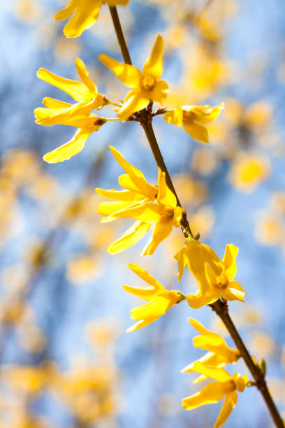 istock Flowering Forsythia closeup on blue sky background 1147563459