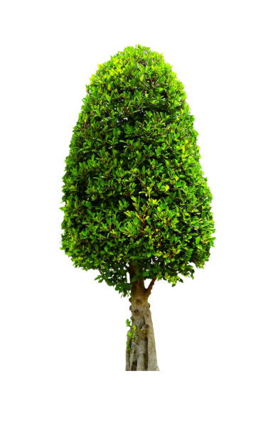 istock Tree Isolated on White Background, Suitable for Nature and Architecture Concept Presentation. 1147563532