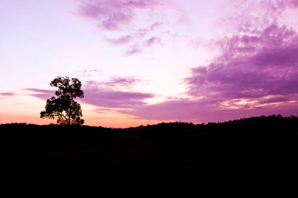 The silhouette of the tree before sunrise