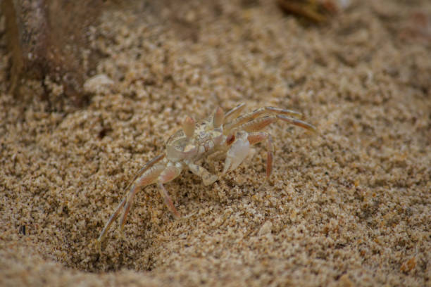 istock A small crab on the sand 1147563977