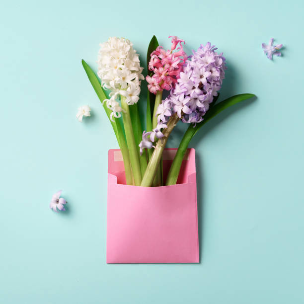 istock Spring hyacinth flowers in pink postal envelope over blue background with copy space. Top view, flat lay. Square crop. Spring, summer or garden concept. Creative layout. 1147566113