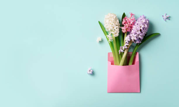 istock Spring hyacinth flowers in pink postal envelope over blue background with copy space. Top view, flat lay. Banner. Spring, summer or garden concept. Creative layout. 1147566117