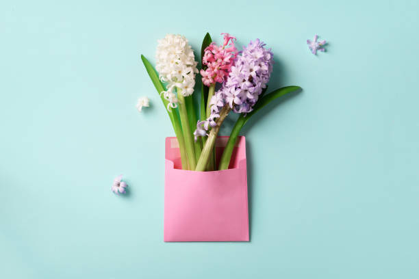 istock Spring hyacinth flowers in pink postal envelope over blue background with copy space. Top view, flat lay. Banner. Spring, summer or garden concept. Creative layout. 1147566122