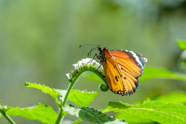 istock butterfly Common Tiger in nature 1147566615