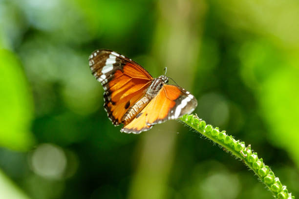 istock butterfly Common Tiger in nature 1147566756