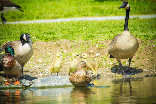 A female mallard duck leads her brood across a cememt walk.