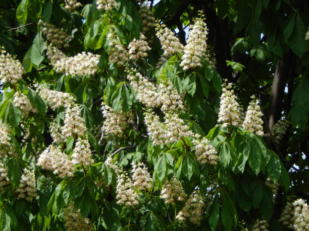 istock Bloomed chestnut flowers on the tree 1147567812