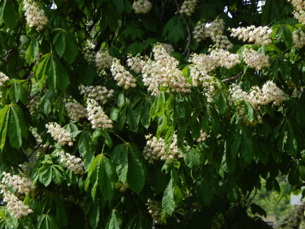 istock Bloomed chestnut flowers on the tree 1147567822
