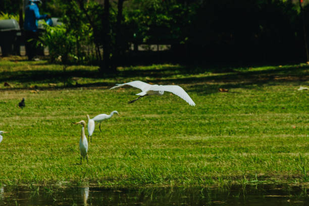 Little Egret gathered in the lawn