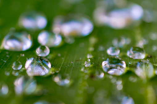 close up of dew drops on a bananna leaf