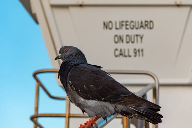 istock a pigeon resting on an empty lifeguard stand at the beach 1147569731