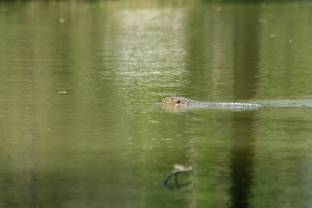 istock Varanus salvato in the water 1147569862
