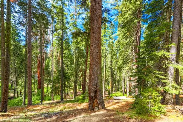 Forest of ancient sequoias in Yosemeti National Park. California. USA